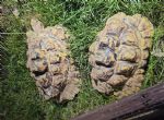 Leopards, : Male approx 6 years old (Tommy & Timmy)
